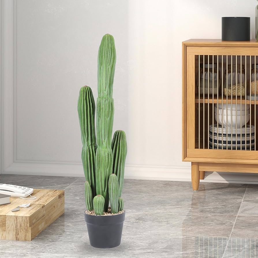 Nala ナラ　Cactus all in one Nopales Cactus | C&J Gardening Center